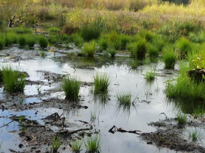 lost mosses of delamere