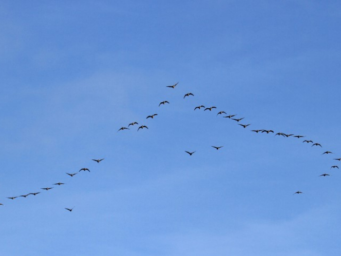 Pink-footed-geese