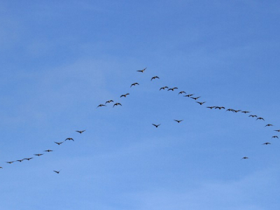 Pink-footed-geese