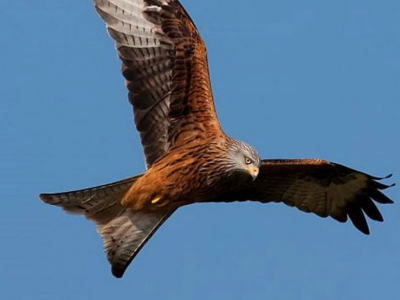 Red Kite 1