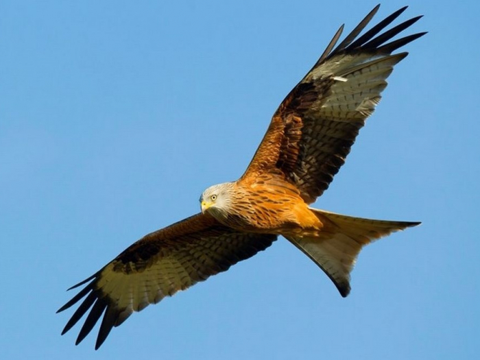 Red Kite 1 cropped