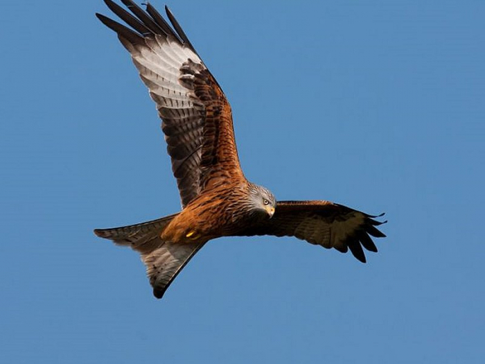 redkite