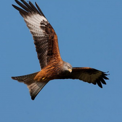 redkite