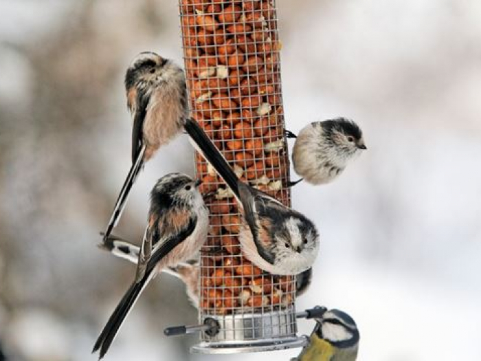 tits-on-feeder-1-M528680