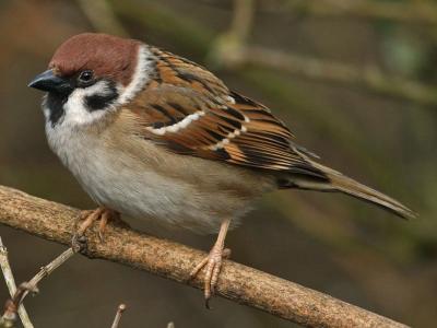 tree-sparrow-c