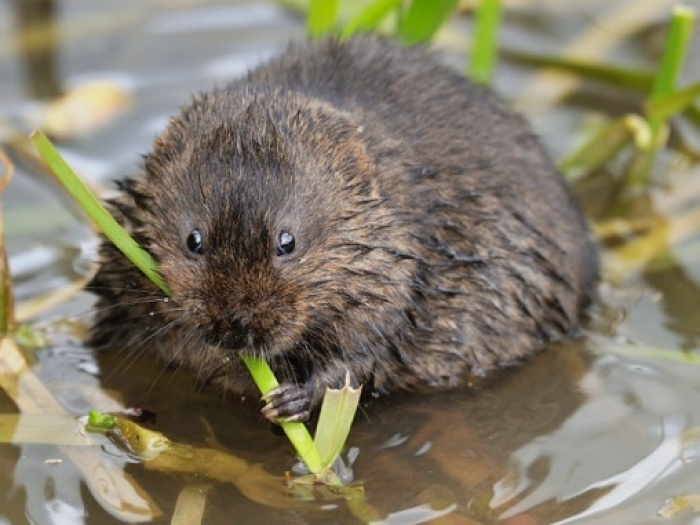 water vole