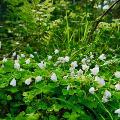 Wood sorrel