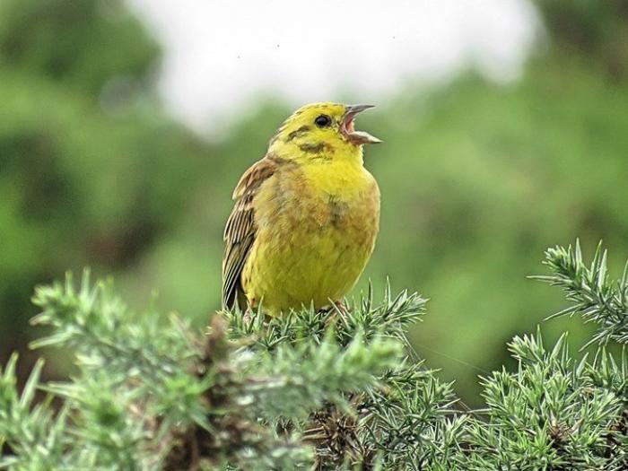 YellowhammerYthanEstuaryJuly18 (1)