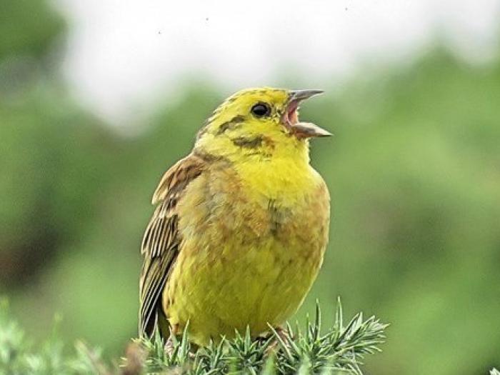 YellowhammerYthanEstuaryJuly18 (1) cropped