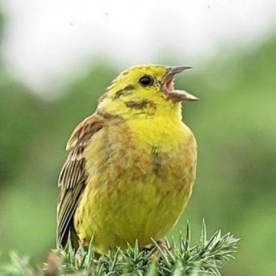 yellowhammerythanestuaryjuly18-1-cropped-M360815